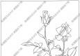 玫瑰白描线稿18高清图片下载